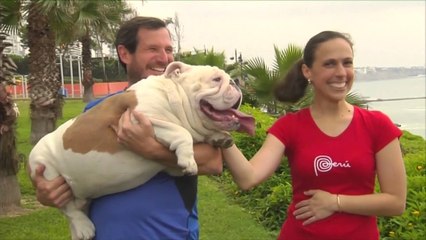 Qeni Oto hyri në librin e rekordeve gines