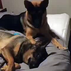 When you want to play but your buddy is sleeping - YouTube