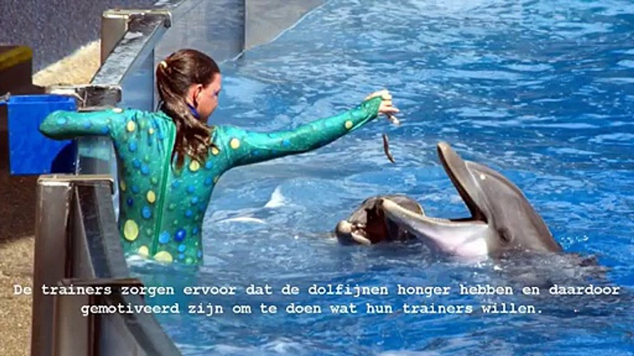 Leven in een dolfinarium...