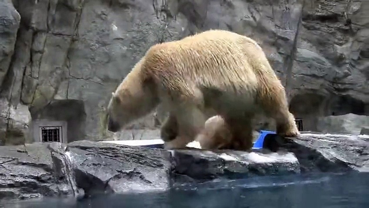 Une maman ourse sauve son bébé de la noyade