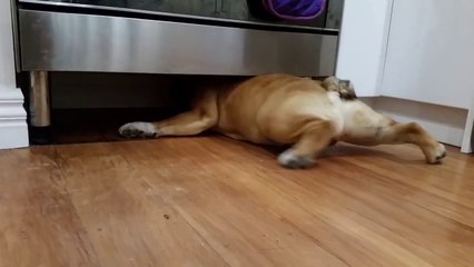 British Bulldog Sheer Determination