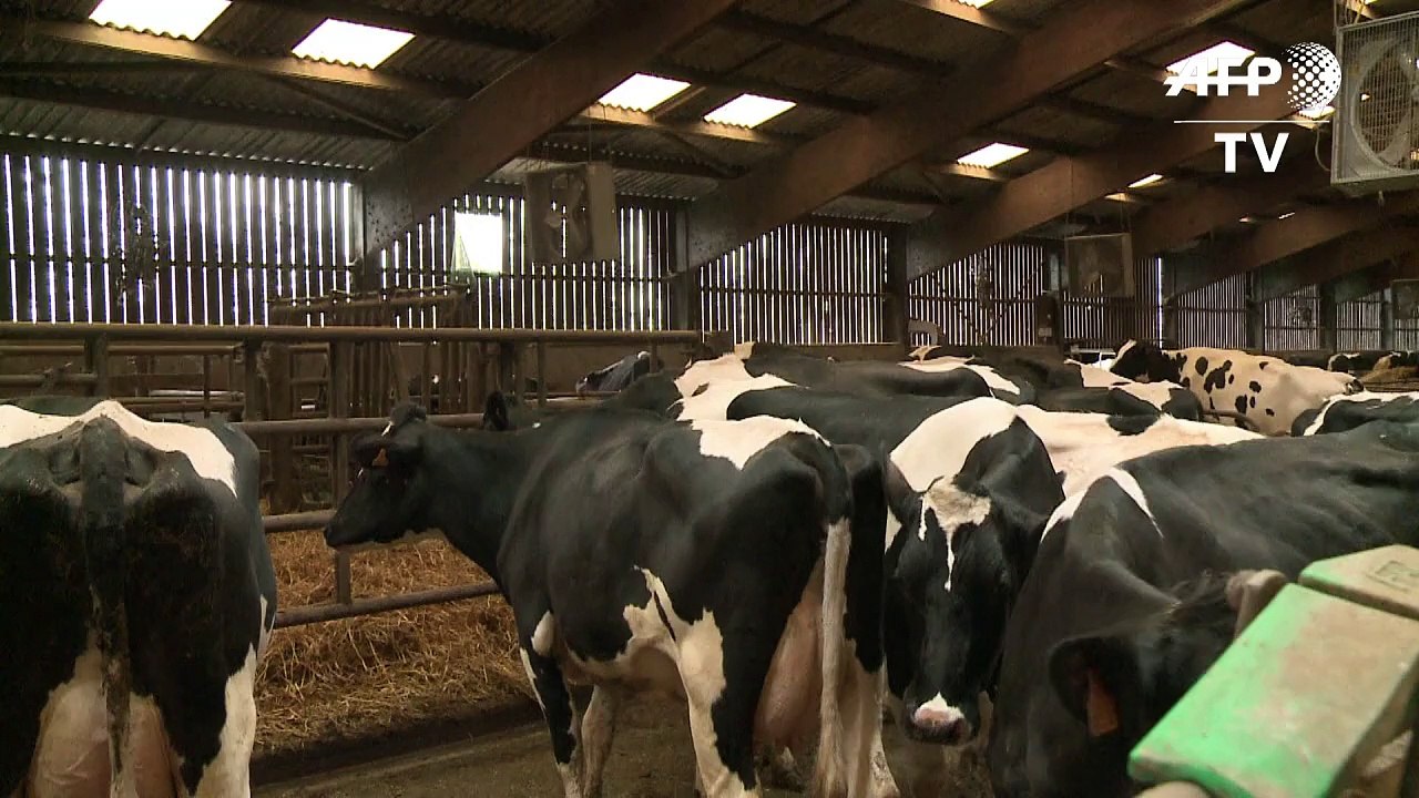 Kampf den Rülpsern: Wie wird die Kuh klimafreundlicher?