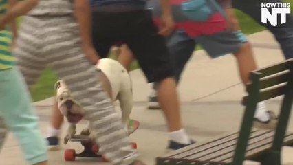 Skateboarding Dog Breaks Guinness World Record