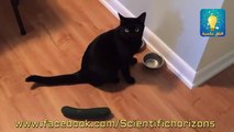 Cats VS cucumbers. Hilarious Pet compilation