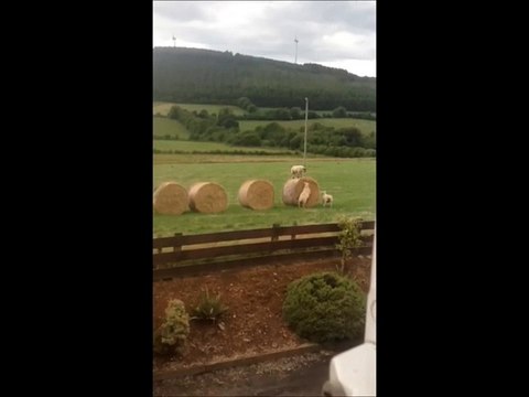Des moutons jouent à saute-mouton en Irlande