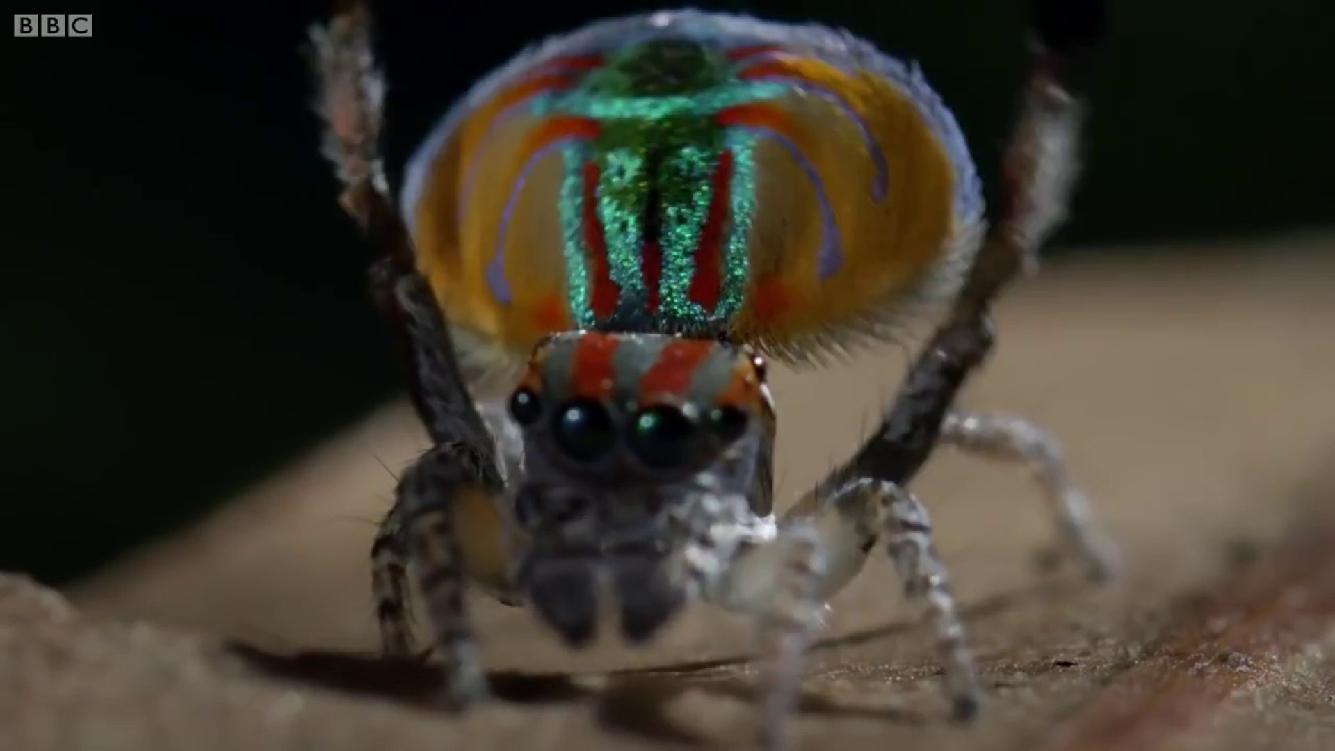 Un Araignee Paon Danse Pour Sauver Sa Vie Video Dailymotion
