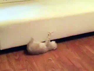 Кот придумал новый способ передвижения