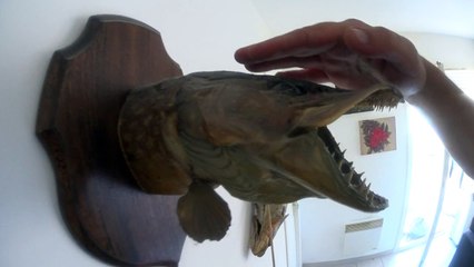 Naturalisation de poissons (tête ou entier)