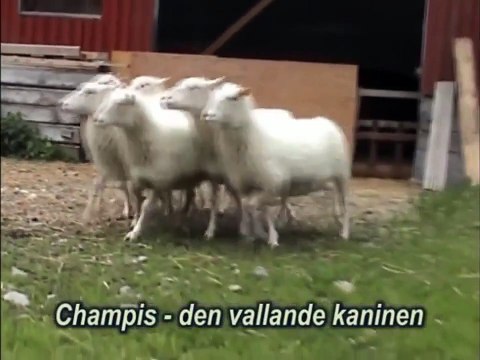 Кролик устроил террор. Смешной кролик гоняет овец