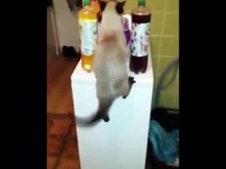 Невезучие коты прыгуны