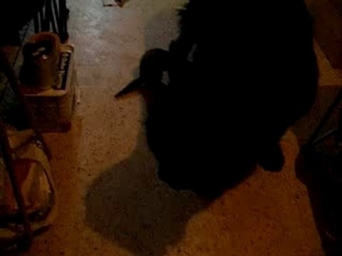 2eme attaque de Maëva,video