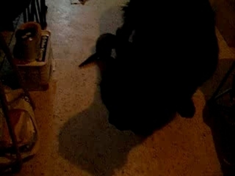 2eme attaque de Maëva,video