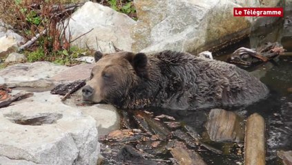 Des hommes et des ours à Grouse Mountains