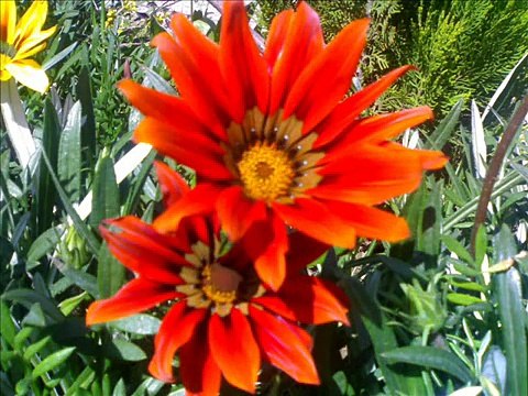 Shina Song Tho jo hanus maye yar by Mubarak Ali Sawan and beautiful secens of Hunza Nagir vally Gilgit Baltistan