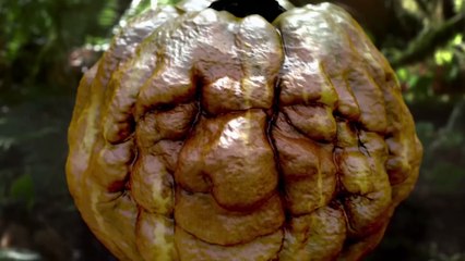 Jim Henson's Turkey Hollow (2015) Trailer - Mary Steenburgen, Ludacris