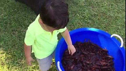Little Boy Tries To Eat A Live Crab