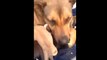 dog cries real tears when puppies rescued