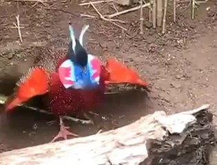 مشهد غريب طائر يغير شكله