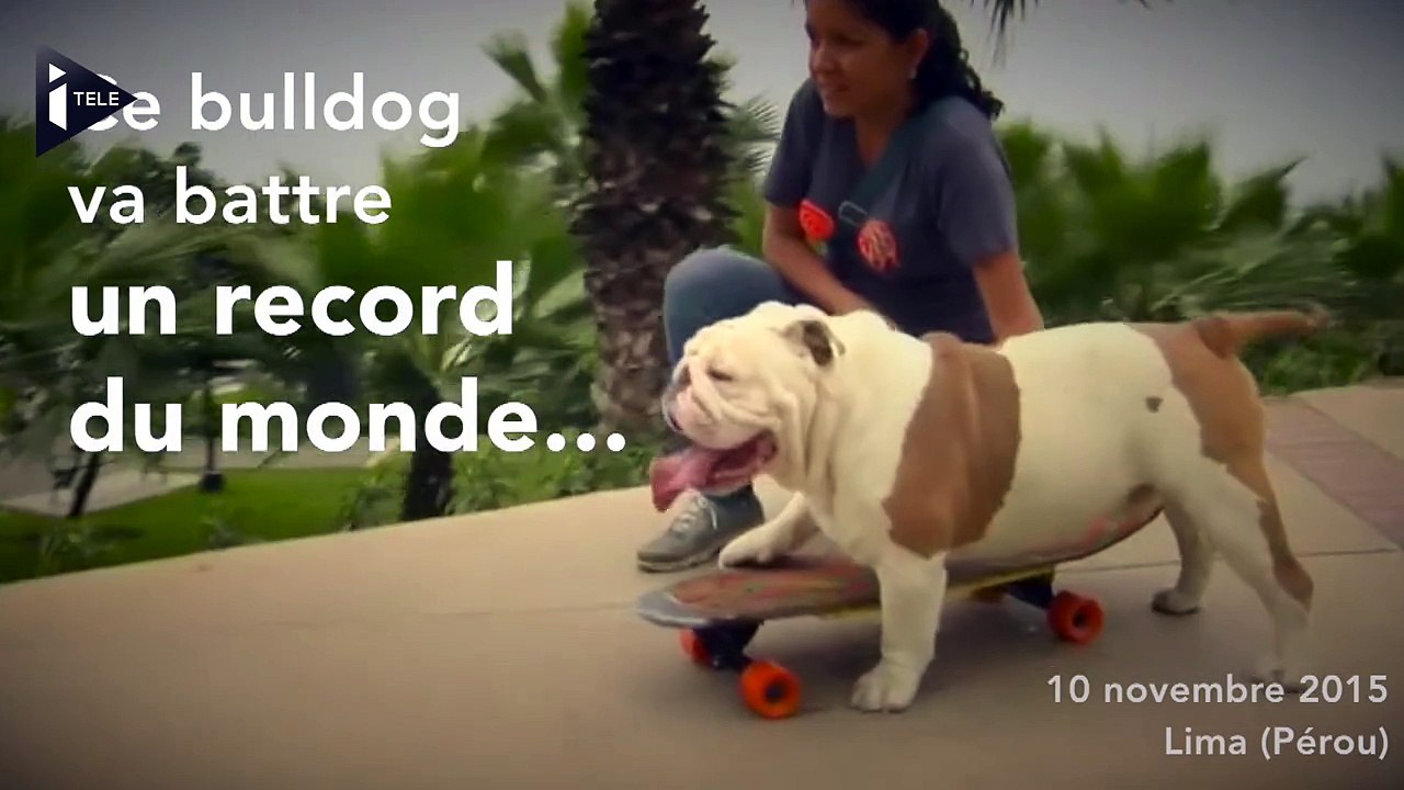Un bulldog bat un record du monde à skateboard