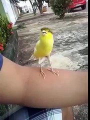 Funniest Bird Sound Ever - YouTube