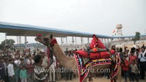 Camel dance competition at Pushkar Fair, Rajasthan