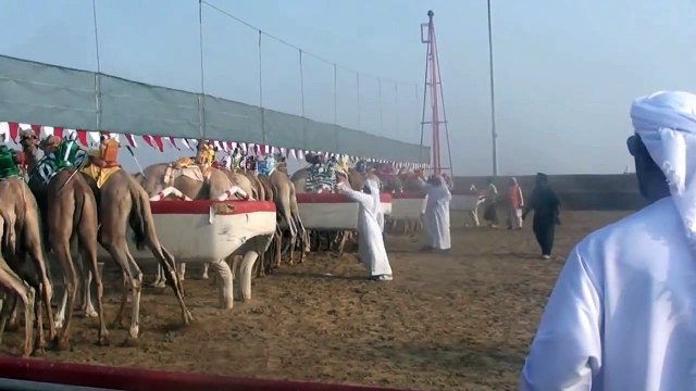 Camel Racing with ROBOT JOCKEYS Abu Dhabi, UAE