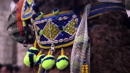 Camel Wrestling in Turkey