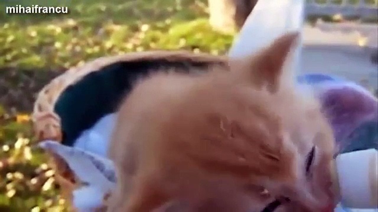 Cute Kittens And Puppies Bottle Feeding Compilation 2014 [NEW]