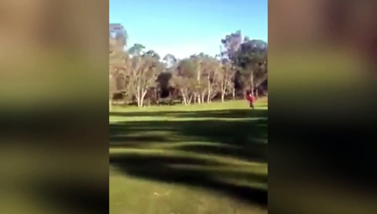Un canguro 'buscapleitos' persigue a golfistas en buggy