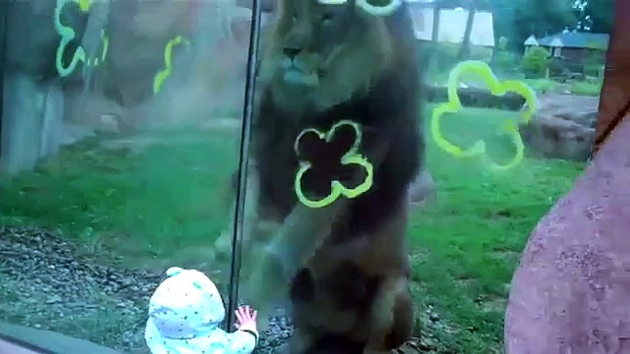 Lion trying to attack baby at zoo