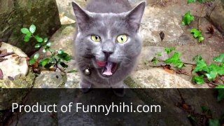 Funny cat videos funny cat collection part 3