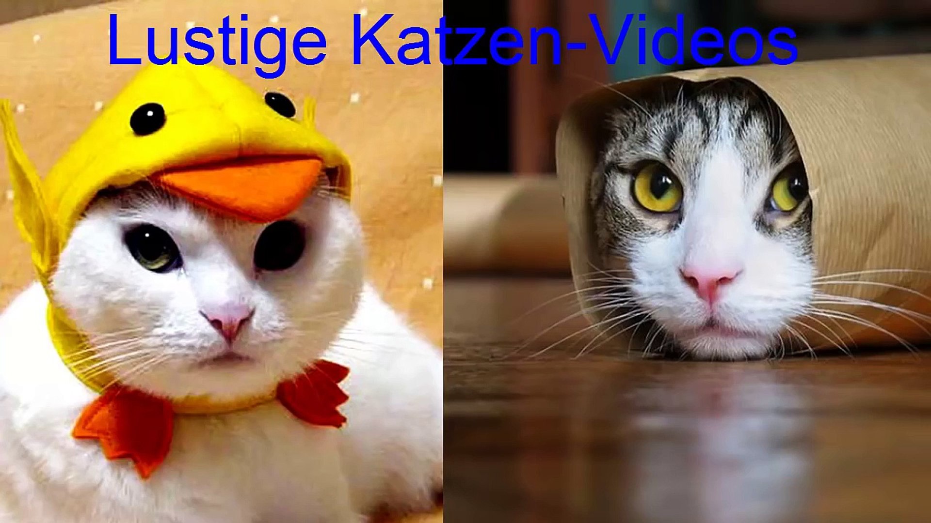 Lustige Videos Katzen Teil 1 Werden Sie Kichernd