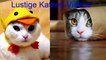 Lustige Videos Katzen Teil 1 Werden Sie Kichernd