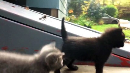 Adorable Baby Kittens Playing and Wrestling