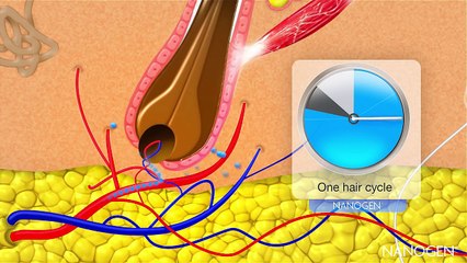 Hair Cycle and Nanogen Hair Growth Factors hard