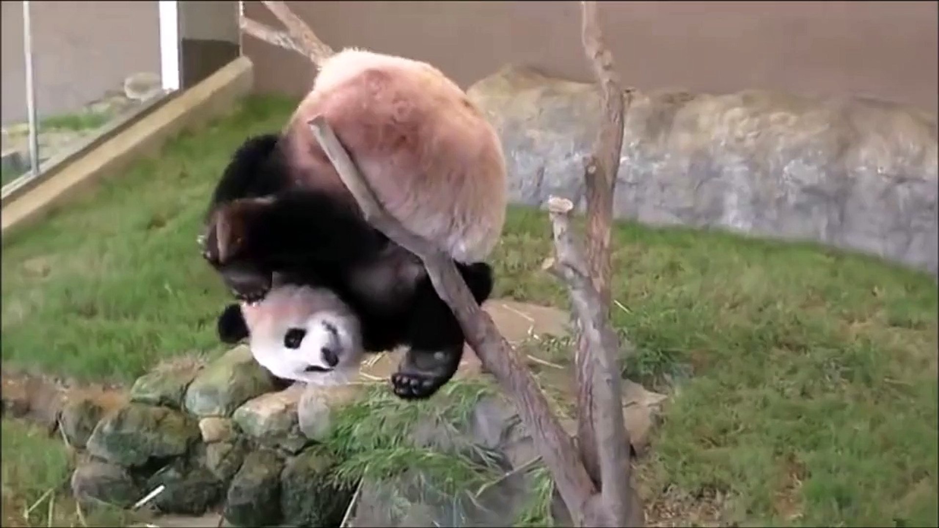 ⁣Why pandas are endangered... Know we know. Dumb animal!