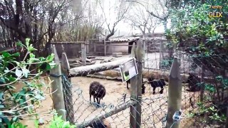 Goats and Sheep Making Funny Noises Compilation 2015 [NEW]