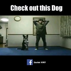 Dog exercising with master