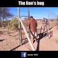 Lion hugging humans