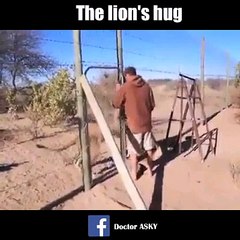 Loving Lion Embraces Human 🦁