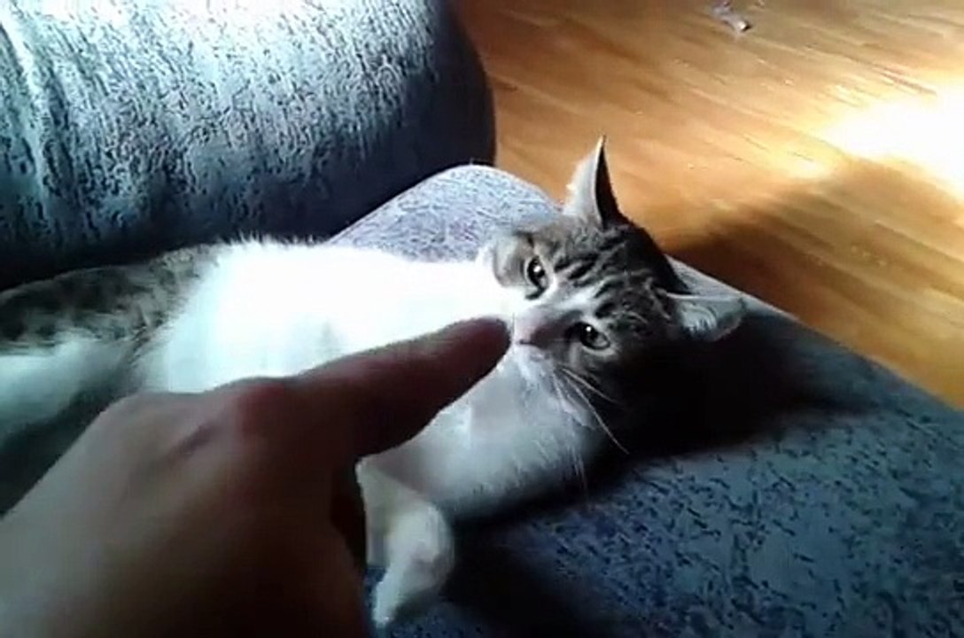 Mi gato zeus