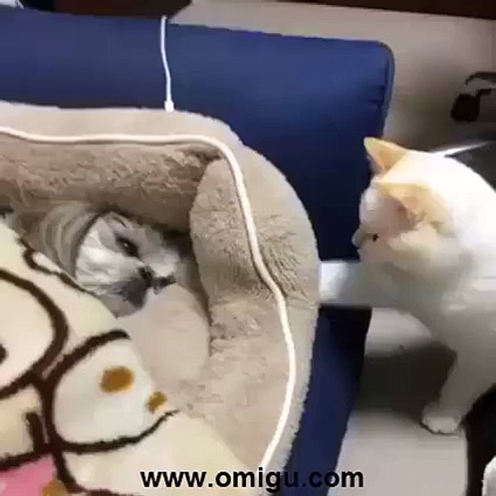 Kia himmat hai waahhh...