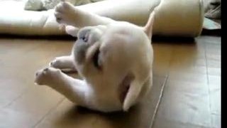 Funny French Bulldog Puppy Cant Get Up