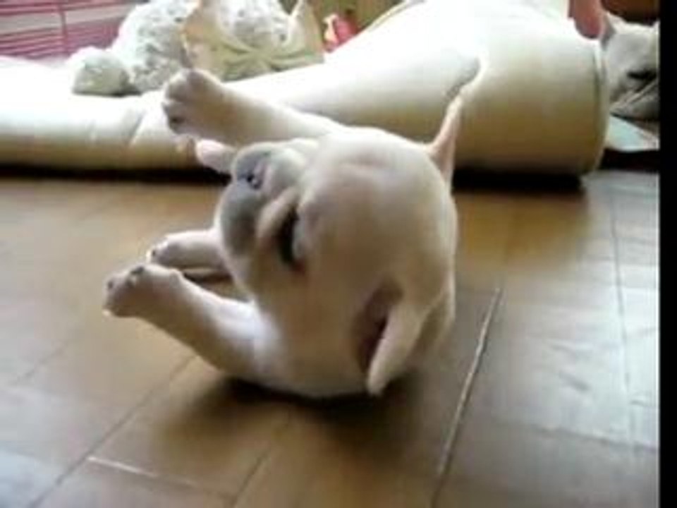 Funny French Bulldog Puppy Cant Get Up