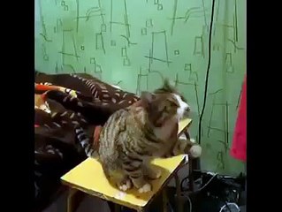 Cat Demands Petting - YouTube