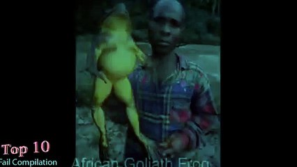 أضخم واكبر 20 حيوان فى العالم