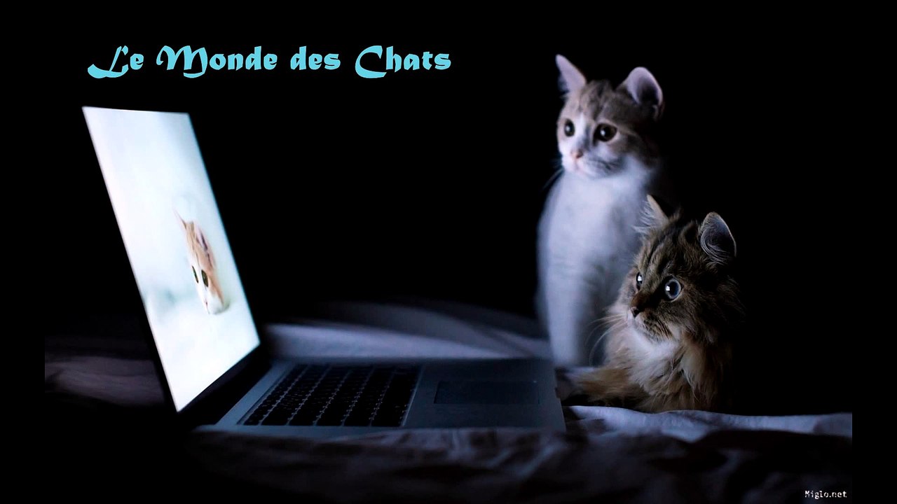 Chat Hey