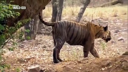 Discovery channel Tigers Revenge 2015 Discovery Wild Animal Documentary