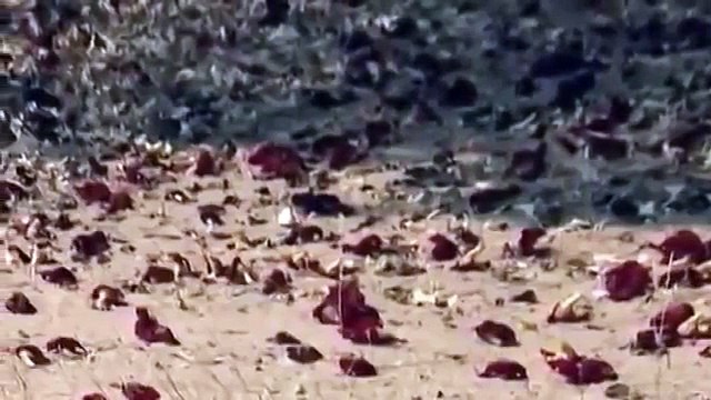 Disocvery Wild Leopard documentary film LEOPARDS´S RISKS discovery channel animals in Hind