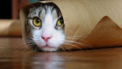 Epic Funny Cats - Compilation Part Two The Cat Strikes Back!